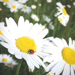 Close-up of bee on white flower