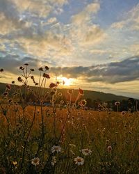 Plants growing on field against sky during sunset