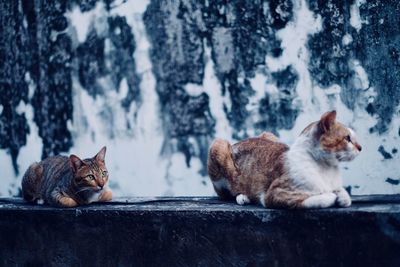 Cats lying down