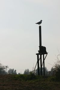 Low angle view of silhouette bird perching on wooden post against clear sky