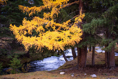 Scenic view of autumn trees in forest