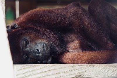 Close-up of a sleeping resting