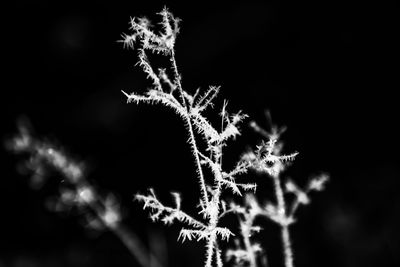 Close-up of tree against sky at night