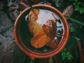 High angle view of autumn leaves in water