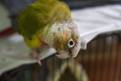 Close-up of parrot in cage