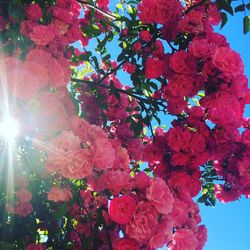 Close-up of flower tree