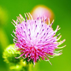 Close-up of pink flowers