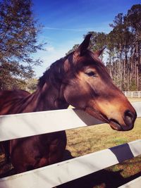 Close-up of horse in stable