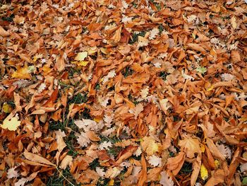 Close-up of maple leaves fallen on field during autumn