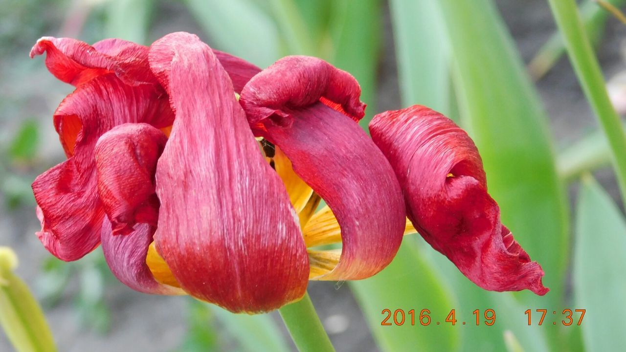 CLOSE-UP OF RED FLOWERS BLOOMING