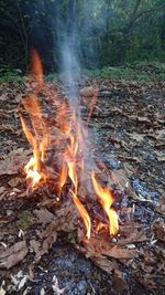 High angle view of bonfire on field in forest