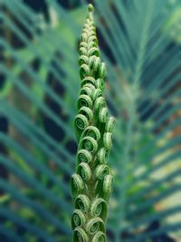 Close-up of fern growing outdoors