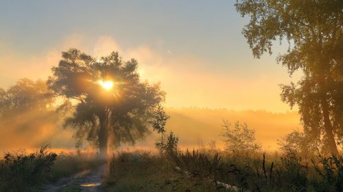 Sun shining through trees