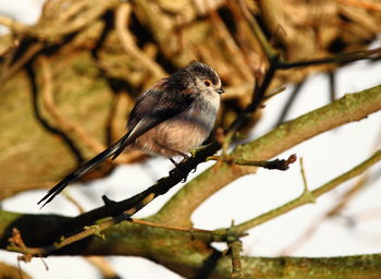 Close-up of bird perching on tree