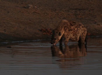 Hyena drinking