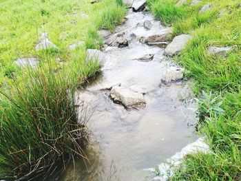 High angle view of grass in water