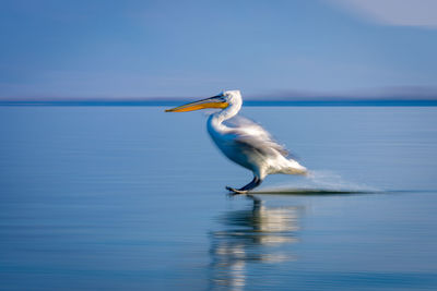 Close-up of egret in lake