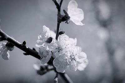 Close-up of cherry blossom