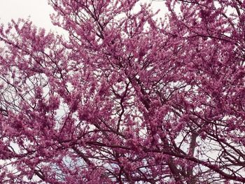 Low angle view of cherry blossom tree