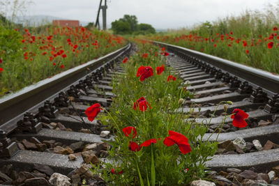 Close-up of red flowers on railroad track