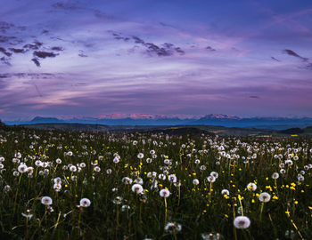 Close-up of wildflowers blooming on field against sky