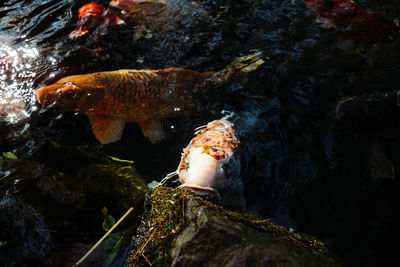 Fish swimming in sea