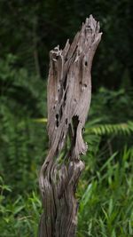 Close-up of driftwood on tree trunk in field