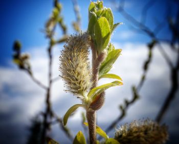 Close-up of plant against blurred background