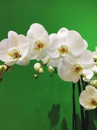 Close-up of white flowers