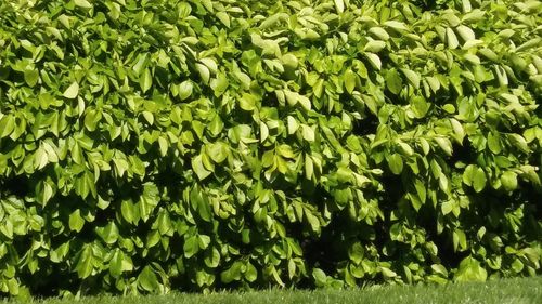 Full frame shot of fresh green leaves on land