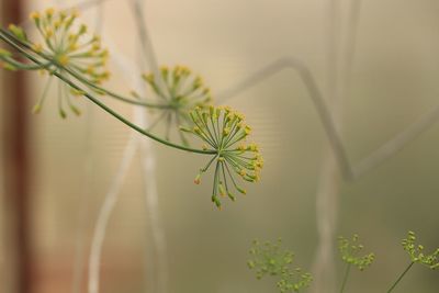 Close-up of potted plant