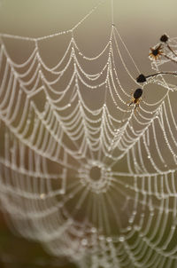 Close-up of spider web