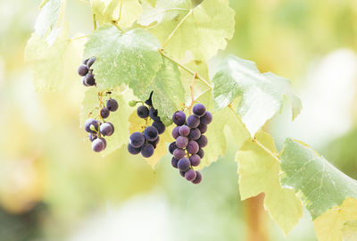 Close-up of grapes growing in vineyard