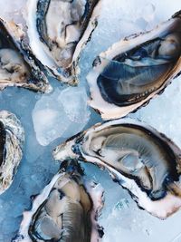 High angle view of mussels on ice