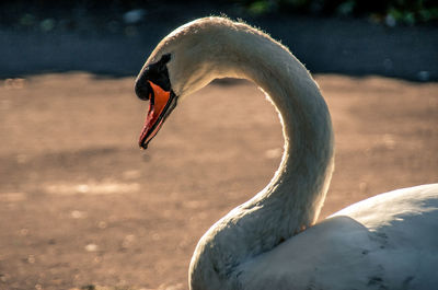 Close-up of swan