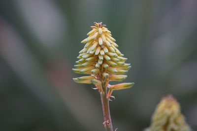 Close-up of bud on plant