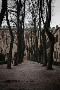 Footpath amidst bare trees and buildings in city