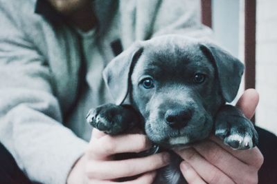 Close-up portrait of puppy on hand