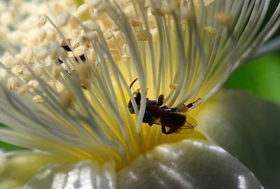 Close-up of bee on flower