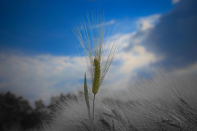 Close-up of wheat growing on field against blue sky