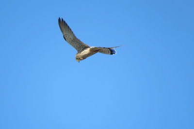 The kestrel is a small hawk, indeed perhaps the smallest in the world,.