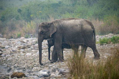 Elephant walking in a forest