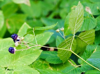 Close-up of insect on plant