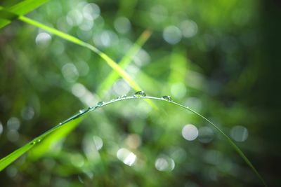 Close-up of water drops on plant