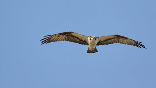 Low angle view of bird flying against clear sky