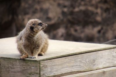 Close-up of squirrel on wood