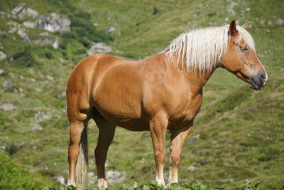 Horse standing in a field