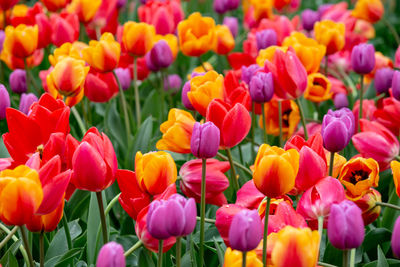 Close-up of multi colored tulips