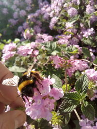 Close-up of bee pollinating on pink flower