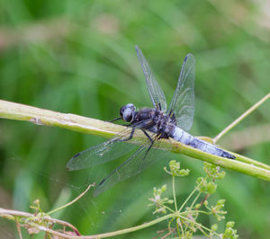 Close-up of dragonfly on plant